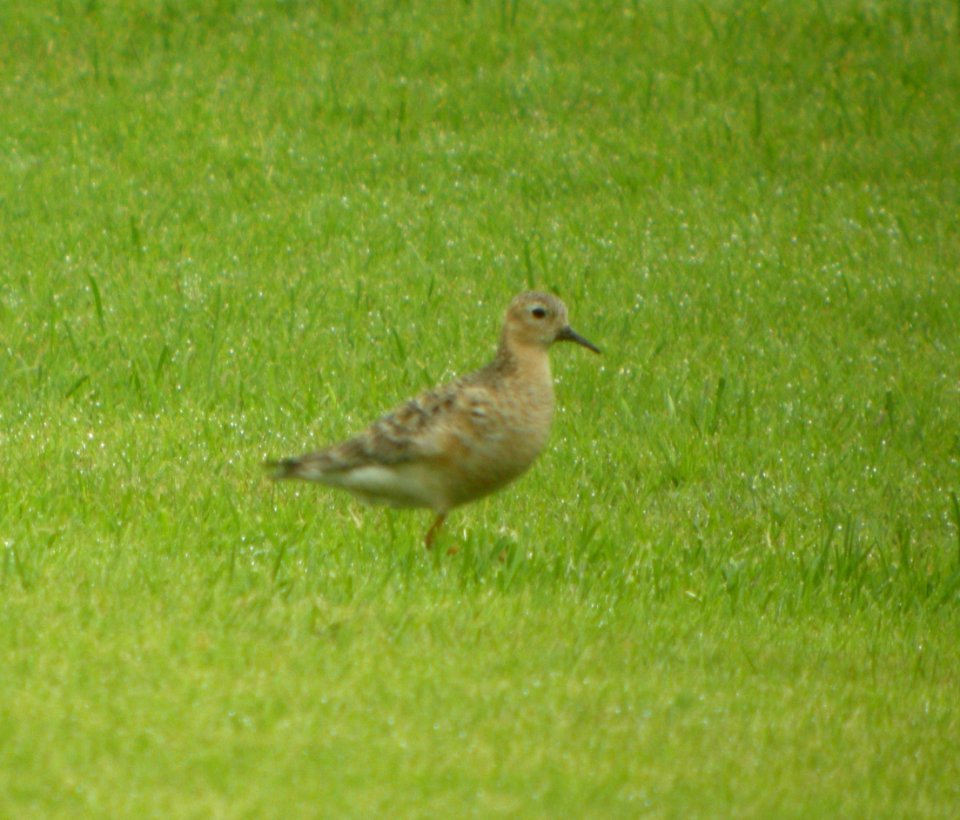 DSCN4186 c Buff-breasted Sandpiper H & E Sod Momence IL 9-1-2014