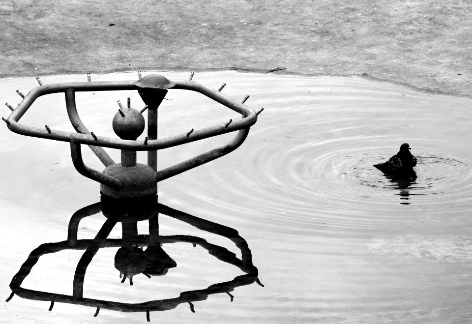 Sony Alpha A230 with Pentacon Electric 4/200 MC - Pigeon Bathing in Drying Fountain (B&W)