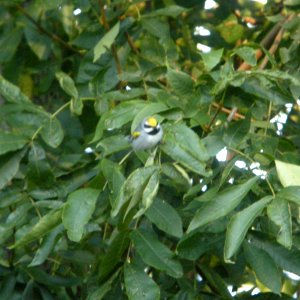 DSCN4357 c Golden-winged Warbler  Kankakee IL 9-16-2014