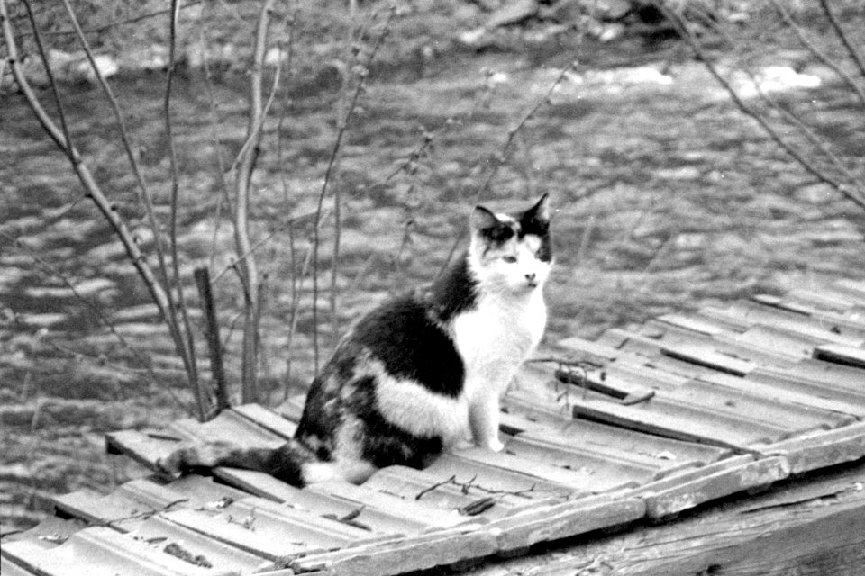 Canon Prima Zoom 80u - Cat Above Svitava River 01