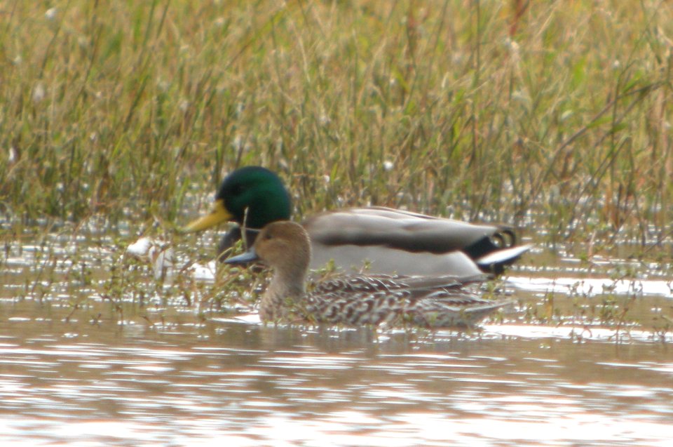 DSCN4570 c Northern Pintail  Bourbonnais Twp IL 10-18-2014