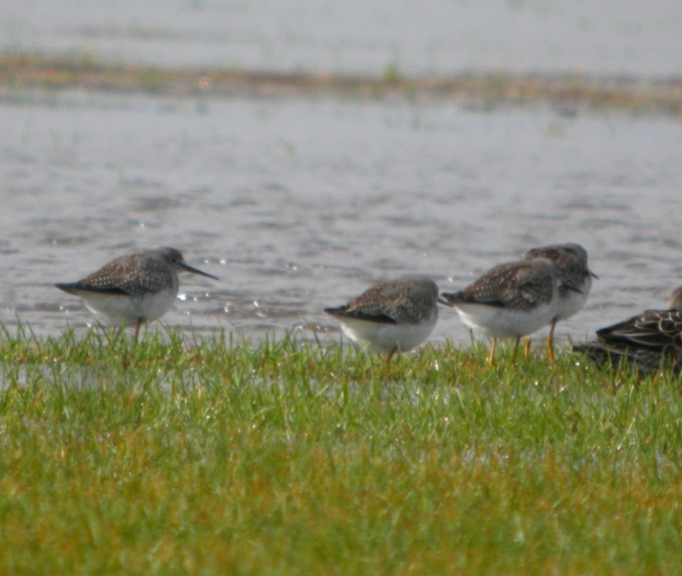 DSCN4471 c Lesser Yellowlegs H & E Sod Momence IL 10-3-2014