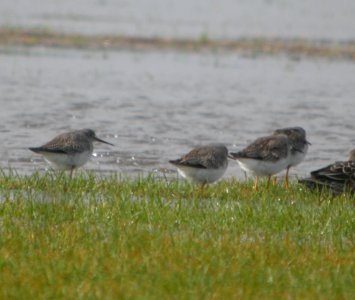 DSCN4471 c Lesser Yellowlegs H & E Sod Momence IL 10-3-2014