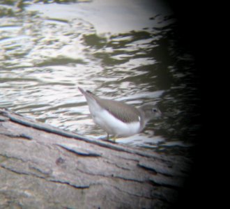 IMG 1584 c Spotted Sandpiper  Bourbonnais IL 9-4-2014