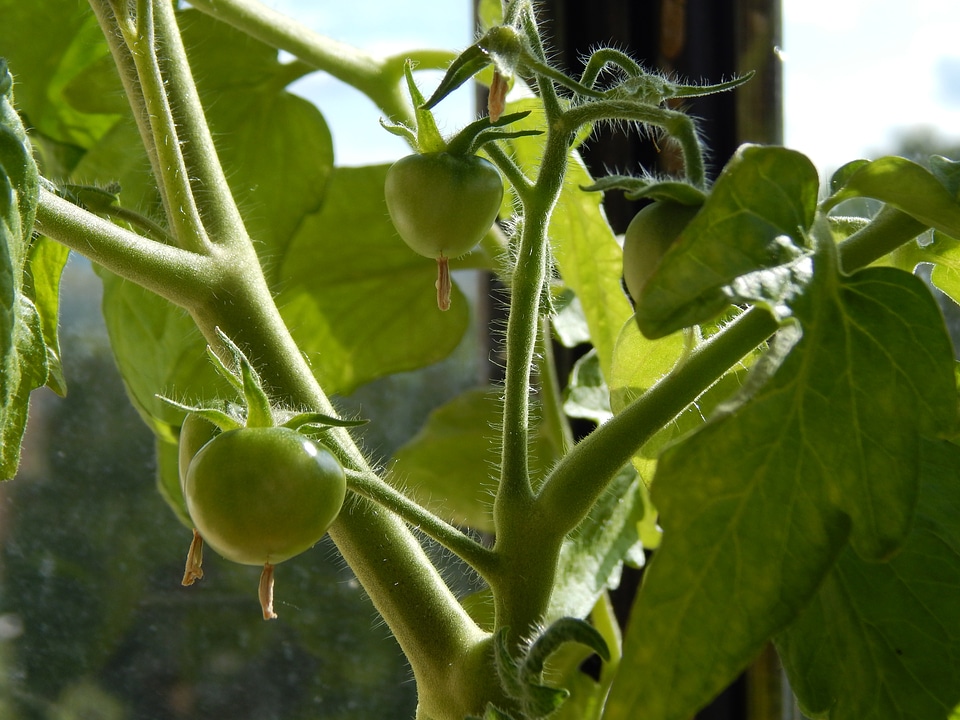Greens small tomatoes green leaves