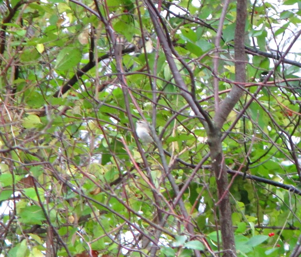 IMG 0576 c Golden-crowned Kinglet  Bourbonnais IL 11-4-2014