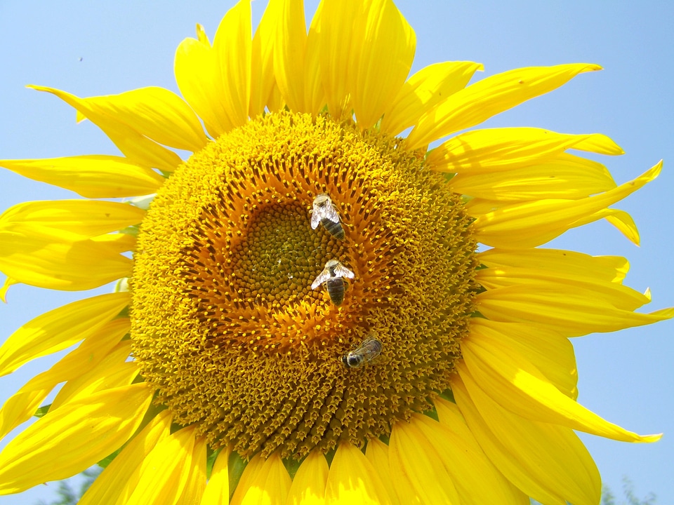 Sunflower yellow bees pollination