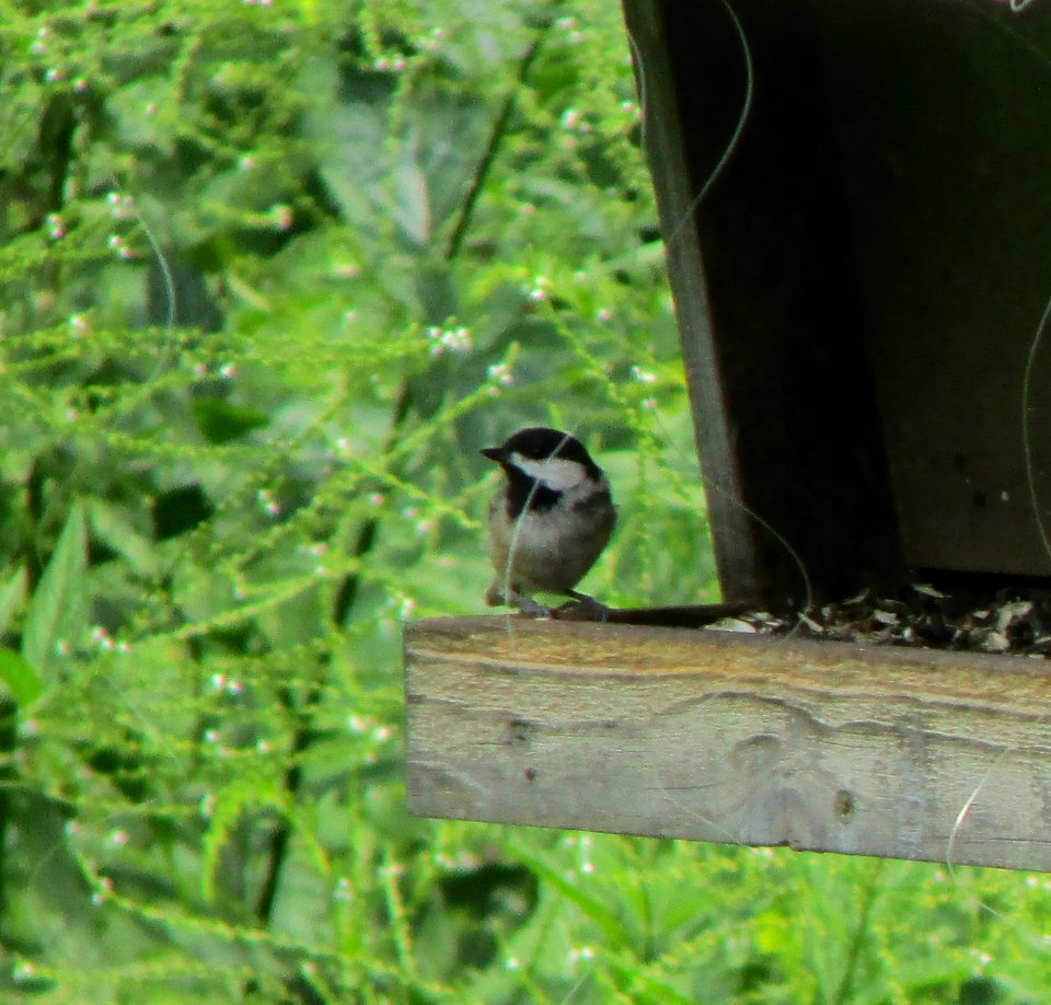 IMG 0016 c Black-capped Chickadee  Kankakee IL 8-6-2014 (Photo thru bins)