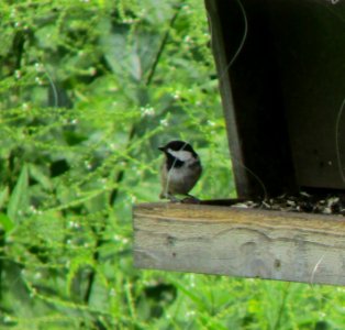 IMG 0016 c Black-capped Chickadee  Kankakee IL 8-6-2014 (Photo thru bins)