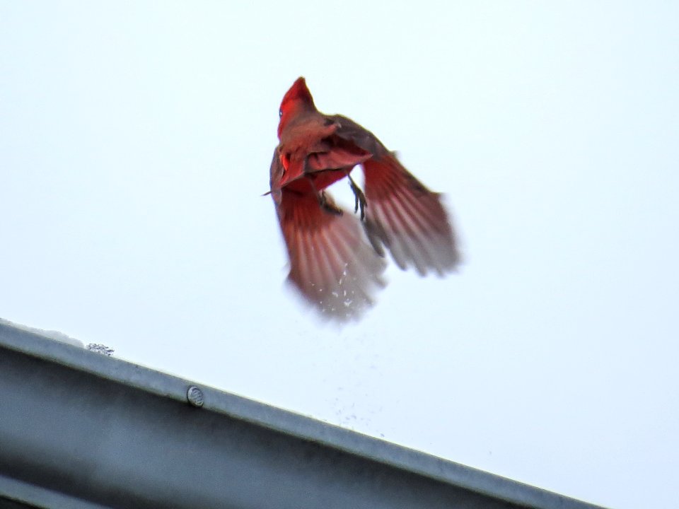 Taking Flight