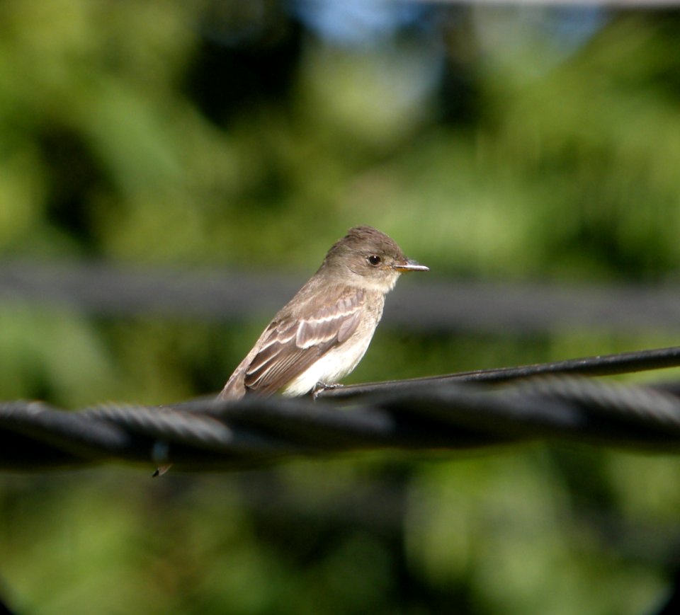 DSCN4356 c Eastern Wood-Pewee  Kankakee IL 9-16-2014