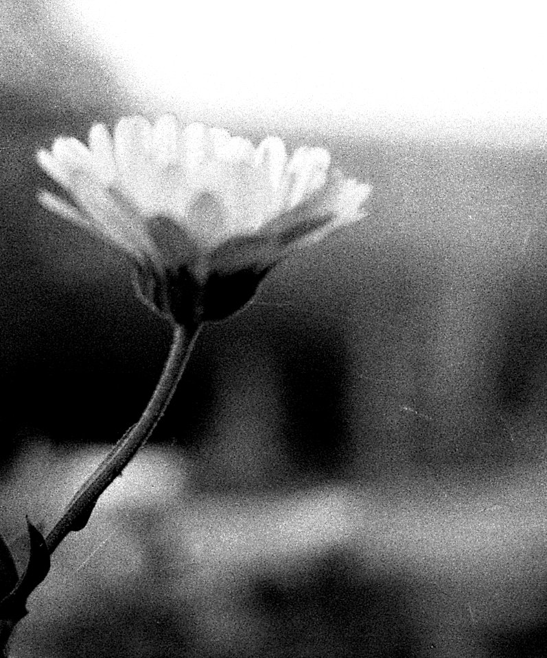 Ricoh TLS 401 with Helios 44-2 - Last Flower