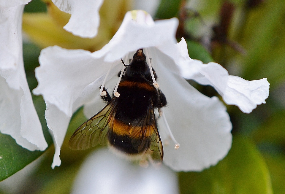 Nature insect collect
