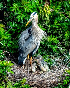 Blue Heron with chicks