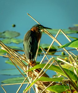 Green Heron photo