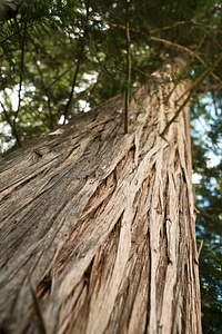 Wood wooden natural photo