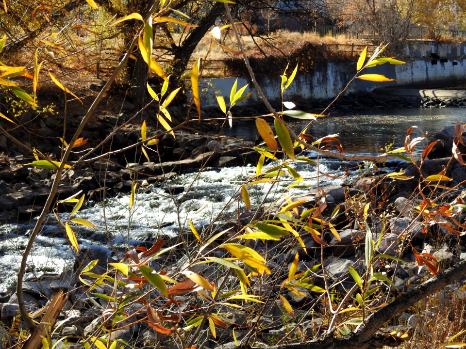 Springer Natural Area - Fort Collins.