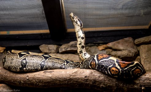 Zoo Atlanta Snake