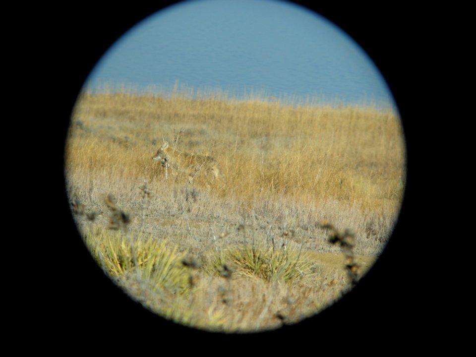 DSCN5314 Coyote Standley Lake CO 12-10-2014