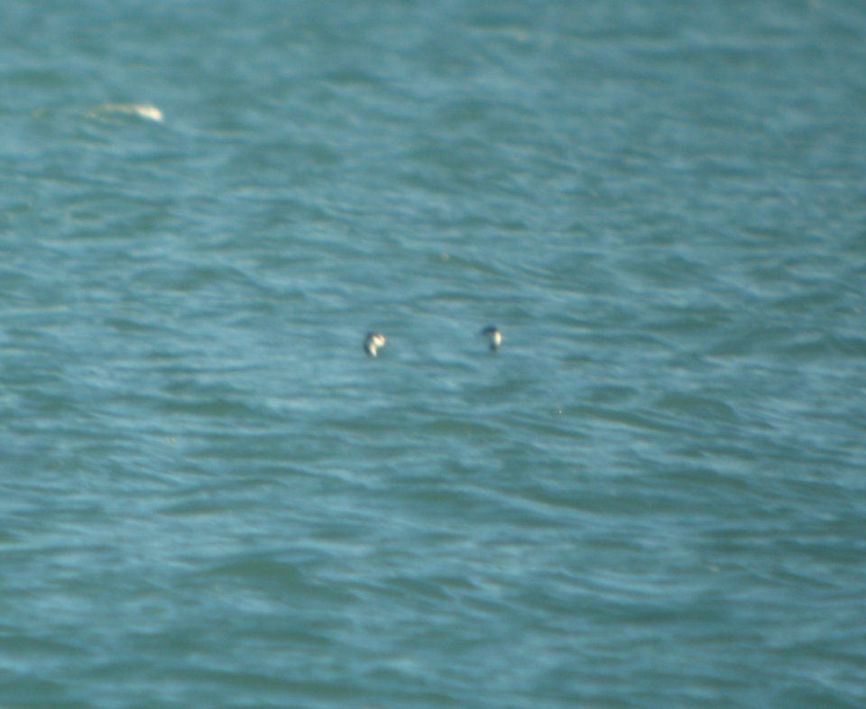DSCN4693 c Horned Grebe Wind Point WI 10-25-2014