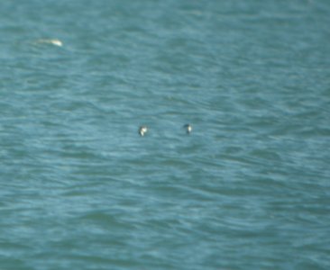 DSCN4693 c Horned Grebe Wind Point WI 10-25-2014