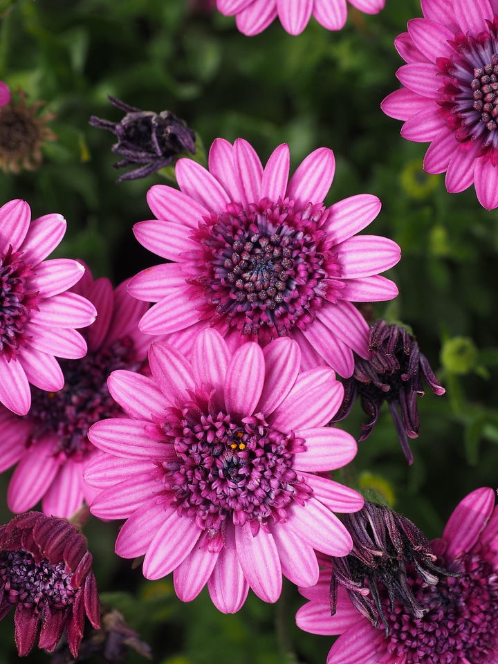 Flower pink osteospermum photo