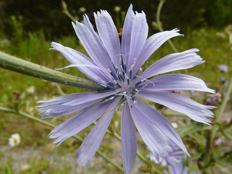 Flower blue nature