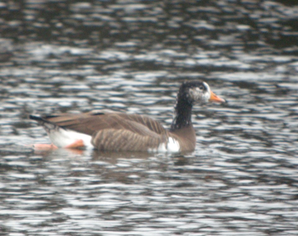 DSCN4956 c Graylag x Canada Goose hybrid  Kankakee IL 11-22-2014