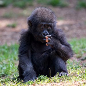 Zoo Atlanta Baby Gorilla