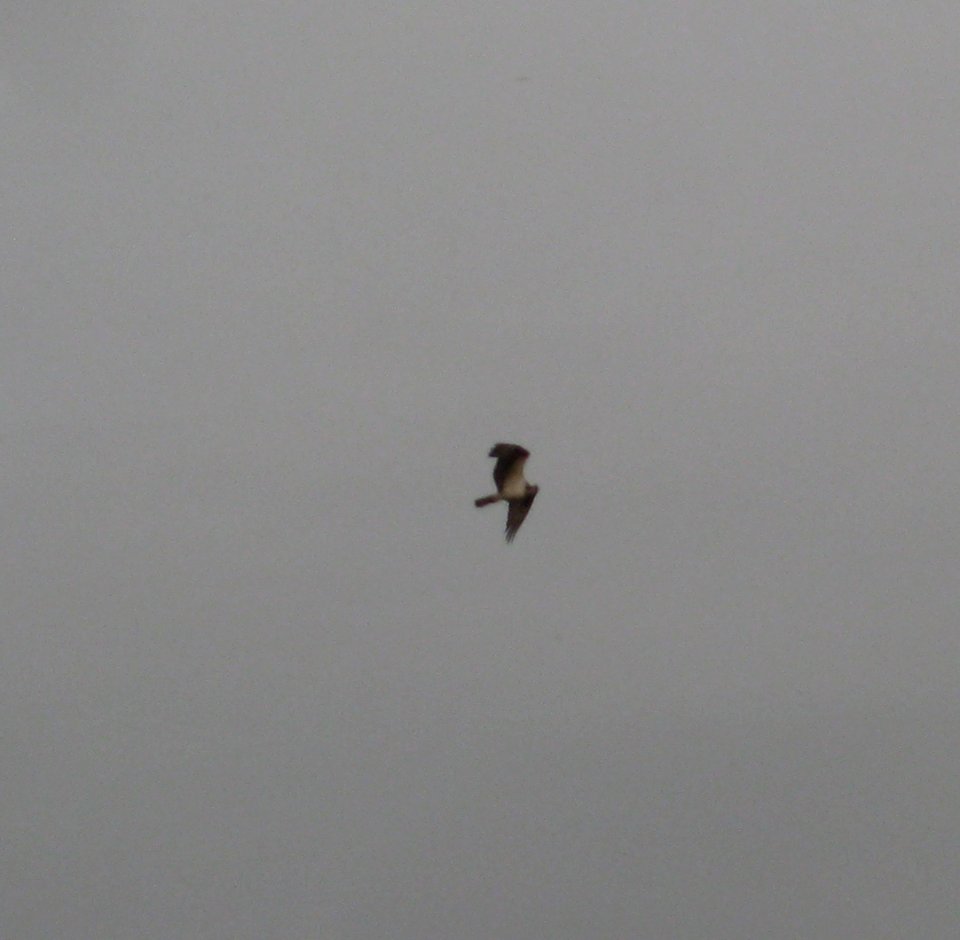 IMG 1572 c Osprey  Bourbonnais IL 9-4-2014