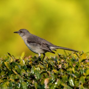 Intense Mockingbird