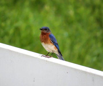 Blue Bird photo