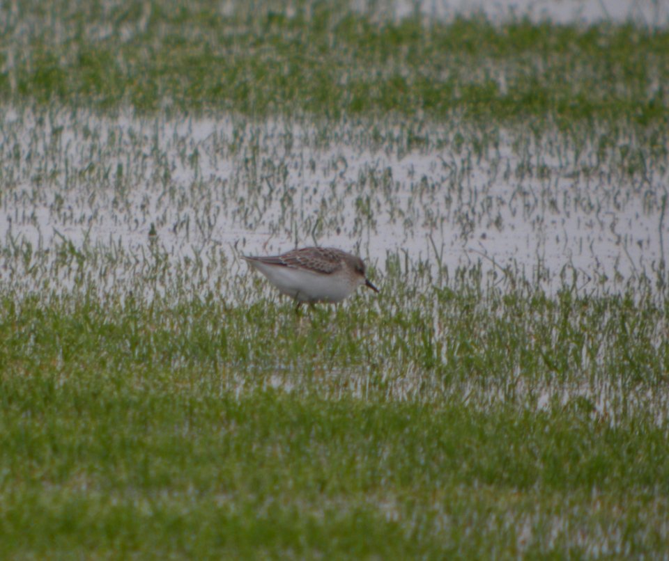 DSCN4295 c Semipalmated Sandpiper H & E Sod Momence IL 9-11-2014