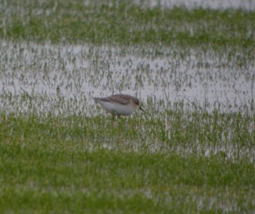 DSCN4295 c Semipalmated Sandpiper H & E Sod Momence IL 9-11-2014