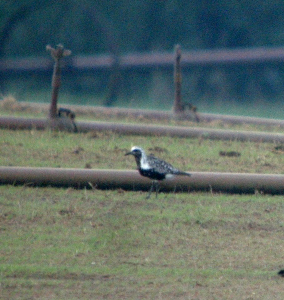 DSCN4122 c Black-bellied Plover H & E Sod Momence IL 8-30-2014