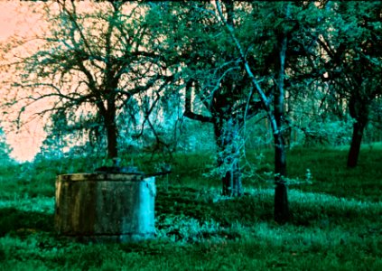 Praktica MTL 5 + MIR-1V - Lomography LomoChrome Purple - Mystic Woods 1