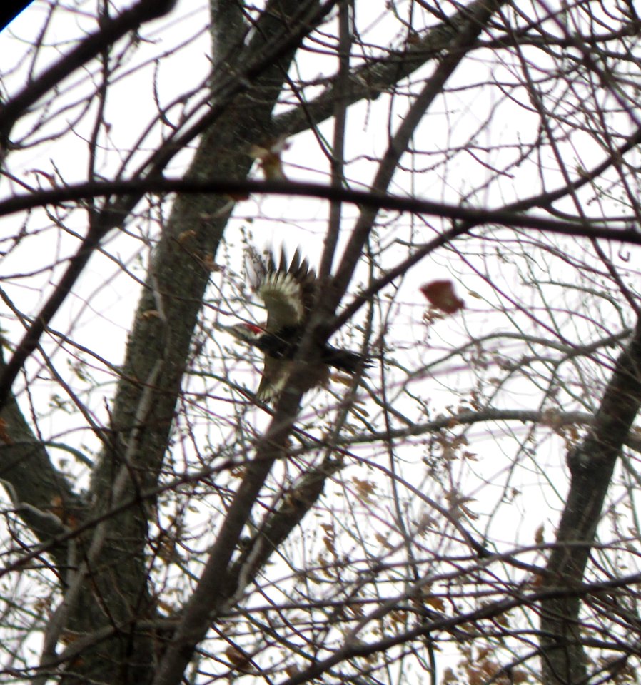 IMG 0667 c Pileated Woodpecker  Bourbonnais IL 11-16-2014