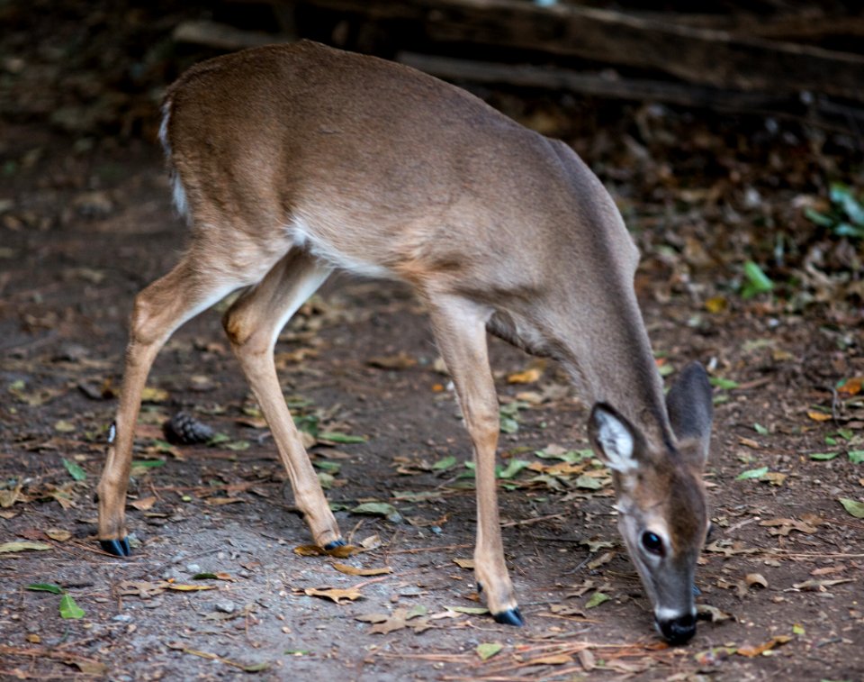Deer on Kennesaw Mountain