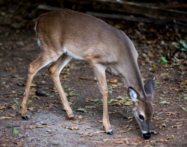 Deer on Kennesaw Mountain