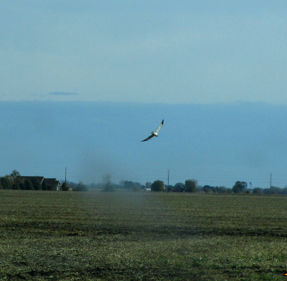 IMG 0464 c Northern Harrier  Bourbonnais Twp IL 10-28-2014