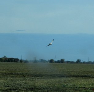 IMG 0464 c Northern Harrier  Bourbonnais Twp IL 10-28-2014