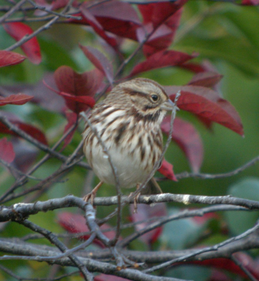 DSCN4731 c Song Sparrow  Kankakee IL 10-27-2014