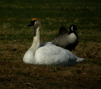 DSCN4737 c Trumpeter Swan  Bourbonnais Twp IL 10-28-2014