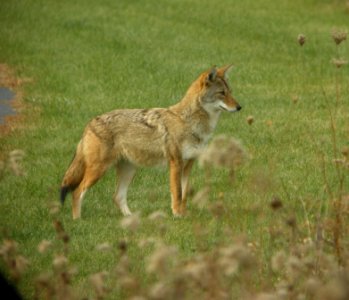 DSCN4895 c Coyote  Bourbonnais IL 11-15-2014