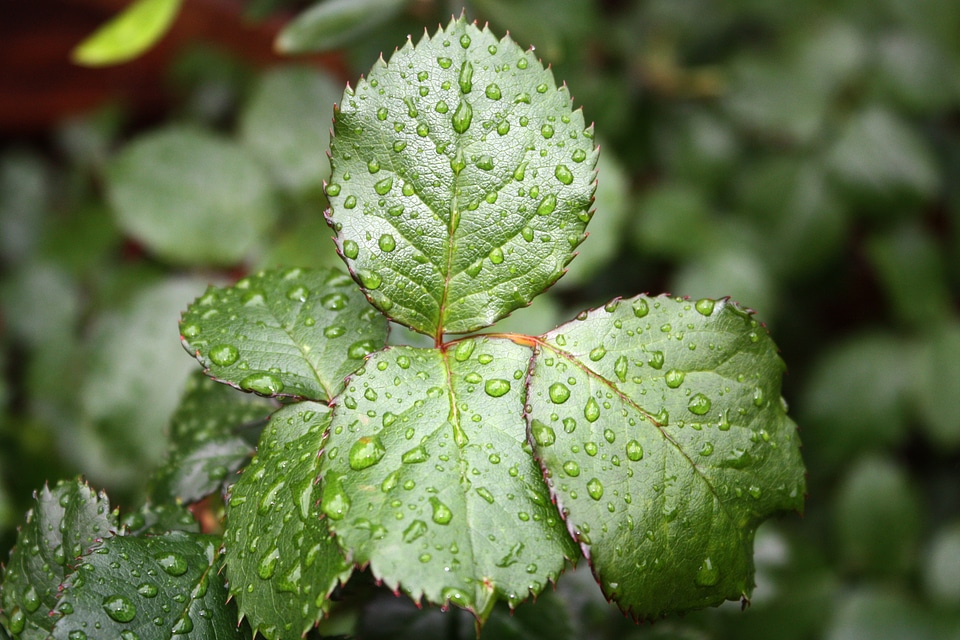 Rose leaf drop of water costs