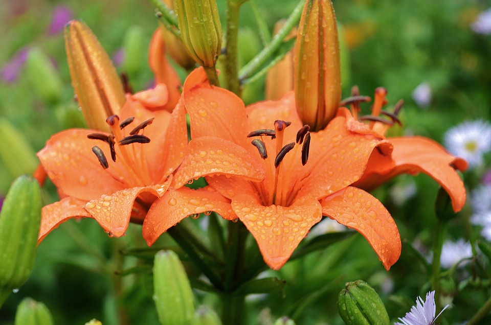 Nature spring plant