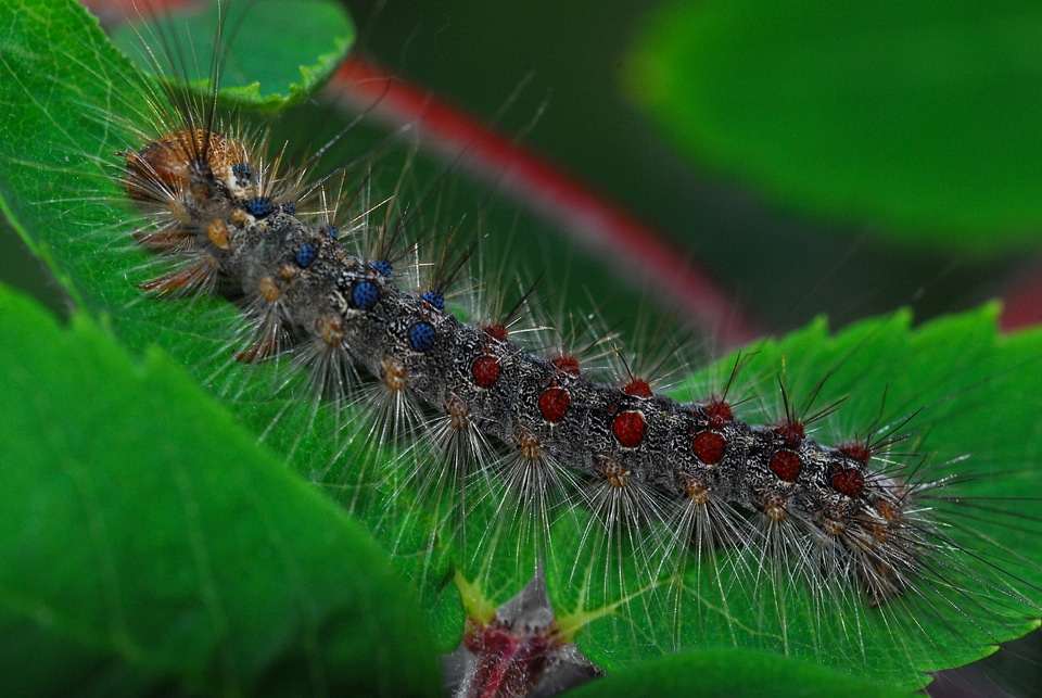 Gypsy moth caterpillar nature