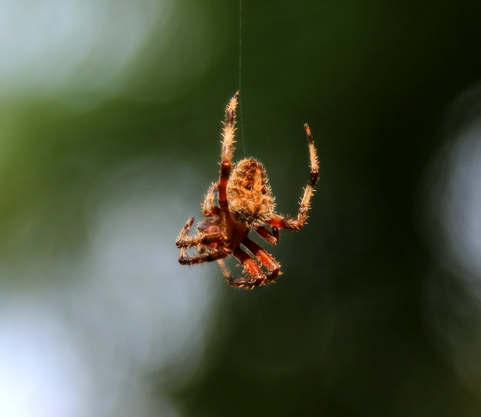 Labyrinthine Orb Weaver Spider on Kennesaw Mountain