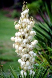 Day 142 - Cascading White