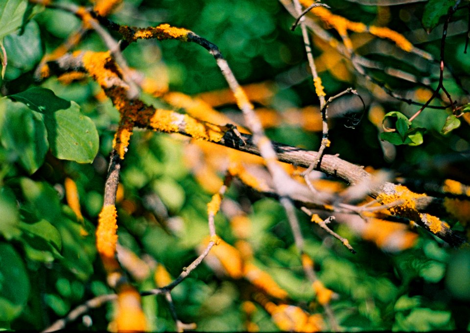 Praktica BC1 - Branches